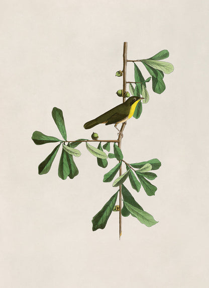 Common Yellowthroat Bird Print, Vintage Style Audubon Birds Of America Illustration, AOB24