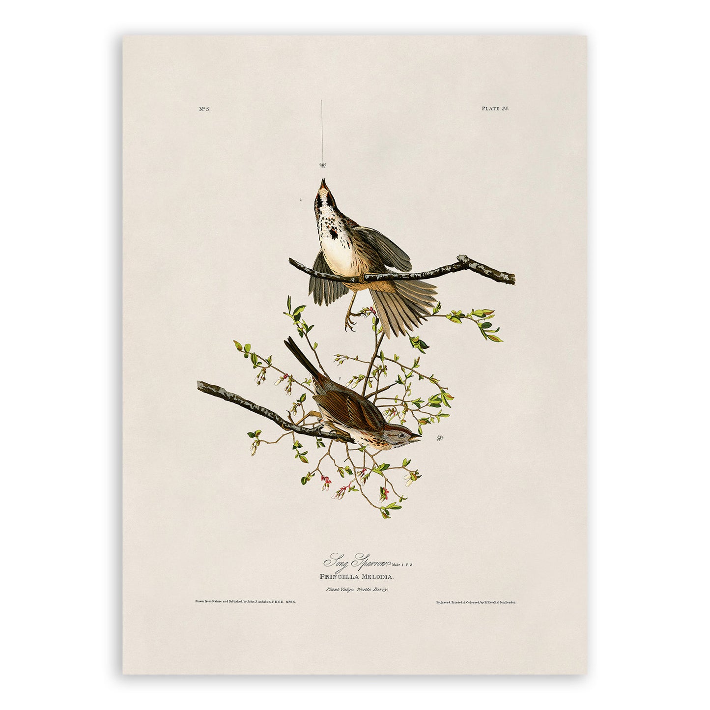 Song Sparrow Bird Print, Vintage Style Audubon Birds Of America Illustration, AOB25