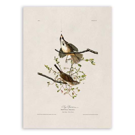 Song Sparrow Bird Print, Vintage Style Audubon Birds Of America Illustration, AOB25