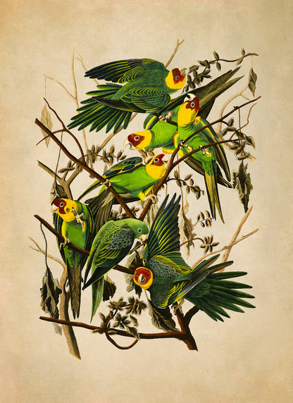 Carolina Parakeet Bird Print, Vintage Style Audubon Birds Of America Illustration, AOB26