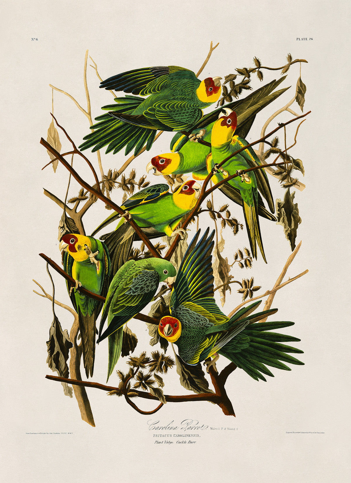 Carolina Parakeet Bird Print, Vintage Style Audubon Birds Of America Illustration, AOB26