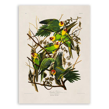 Carolina Parakeet Bird Print, Vintage Style Audubon Birds Of America Illustration, AOB26