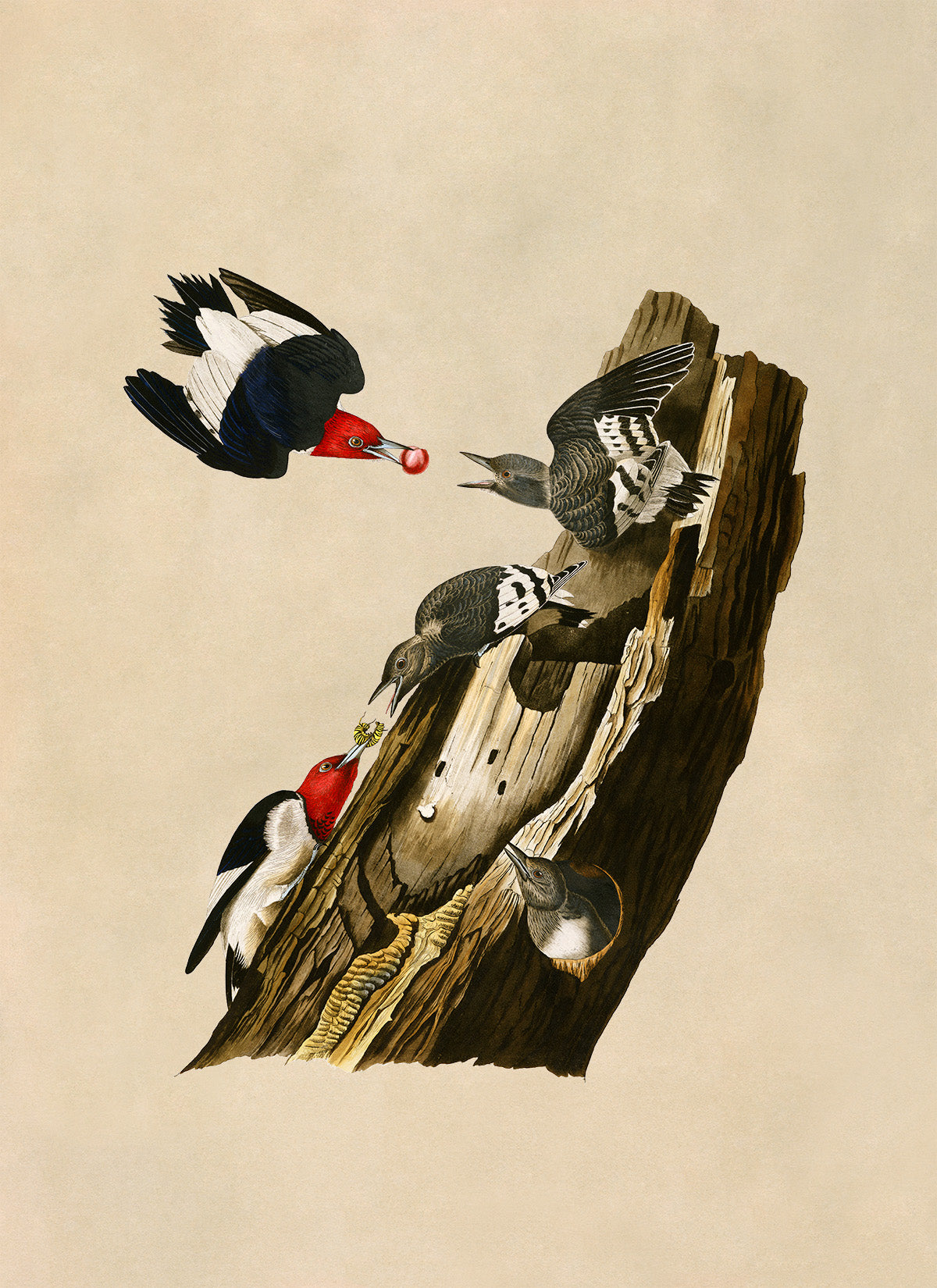 Red Headed Woodpecker Print, Vintage Style Audubon Birds Of America Illustration, AOB27