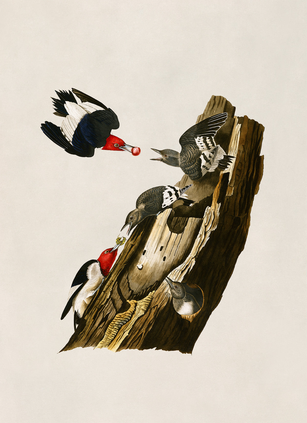 Red Headed Woodpecker Print, Vintage Style Audubon Birds Of America Illustration, AOB27