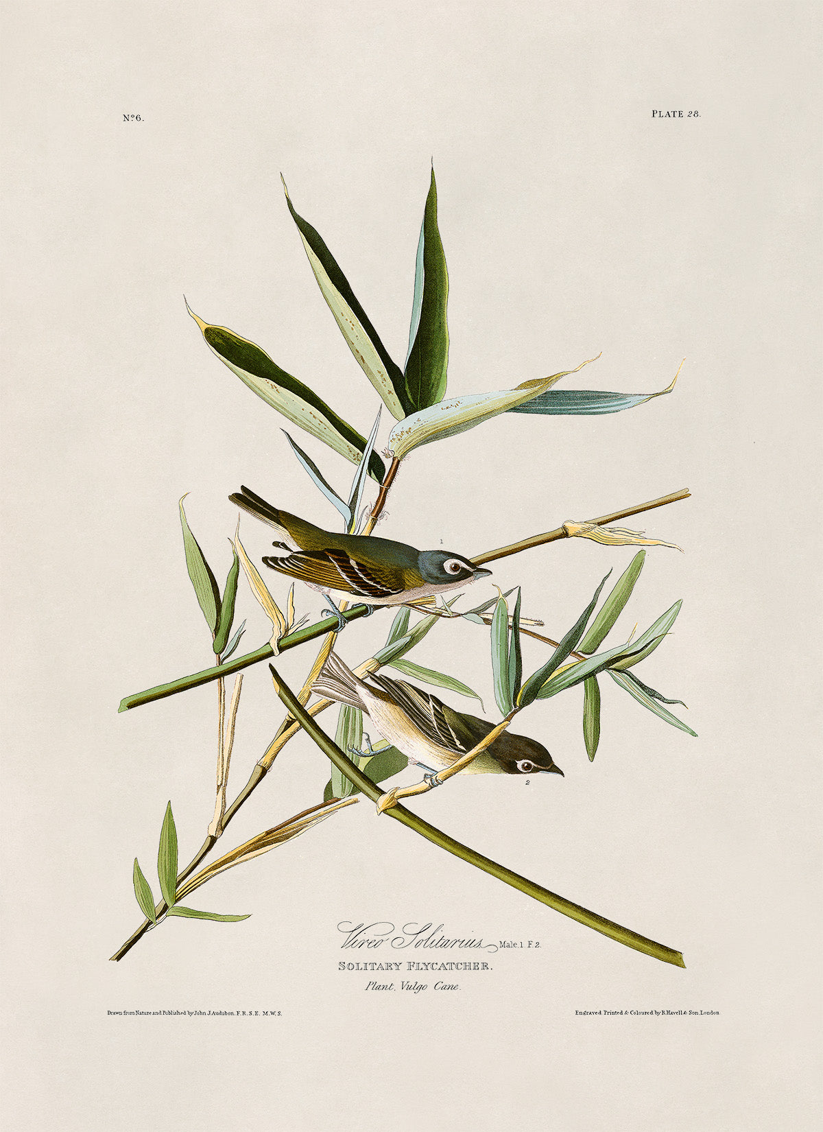 Blue Headed Vireo Bird Print, Vintage Style Audubon Birds Of America Illustration, AOB28