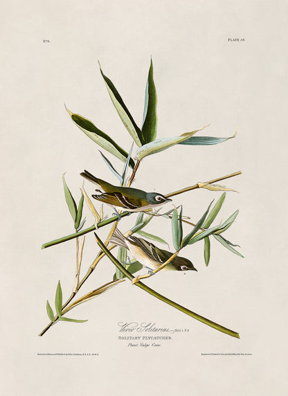 Blue Headed Vireo Bird Print, Vintage Style Audubon Birds Of America Illustration, AOB28