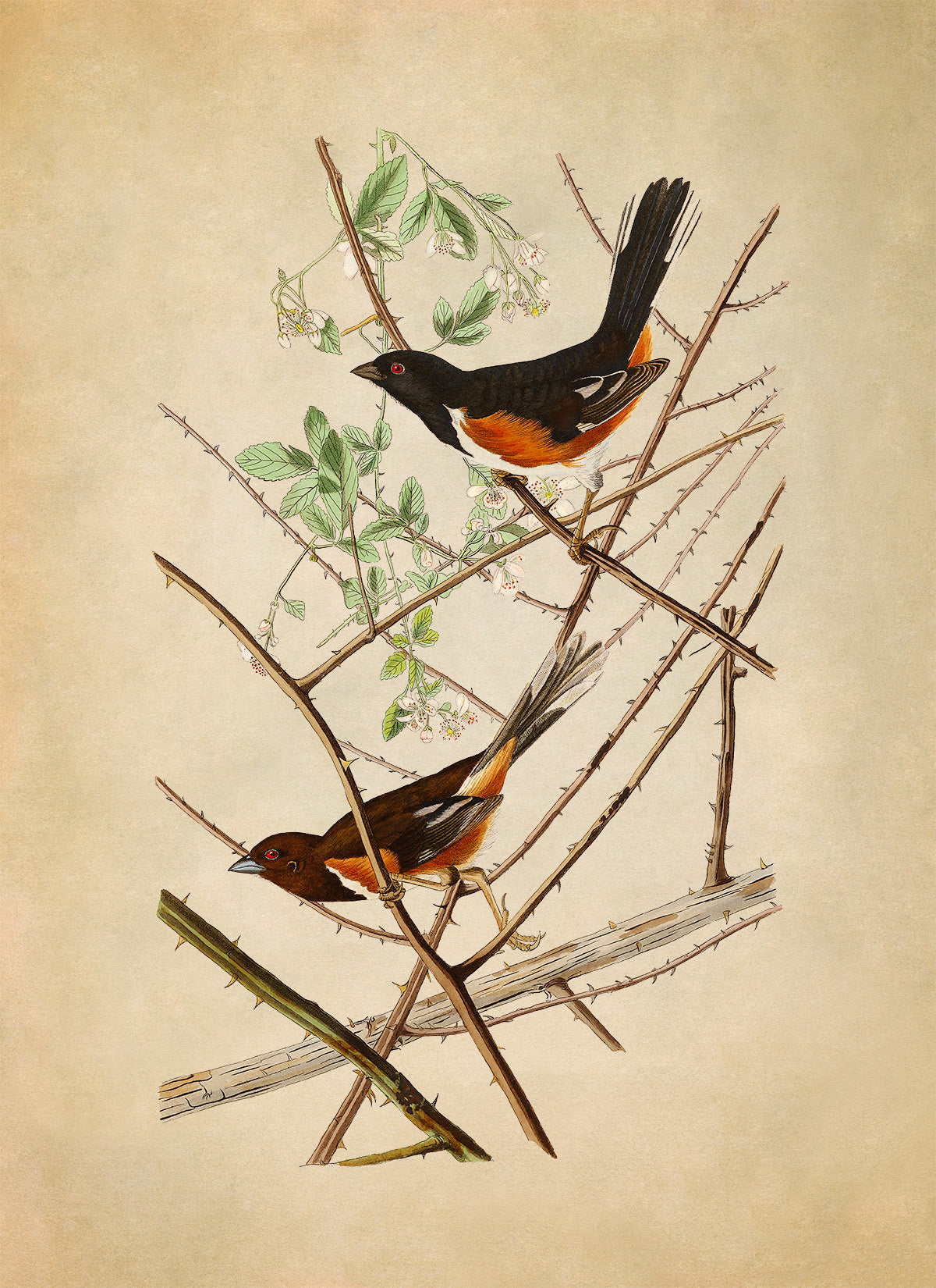 Eastern Towhee Bird Print, Vintage Style Audubon Birds Of America Illustration, AOB29