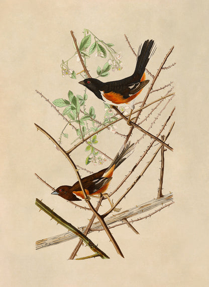 Eastern Towhee Bird Print, Vintage Style Audubon Birds Of America Illustration, AOB29