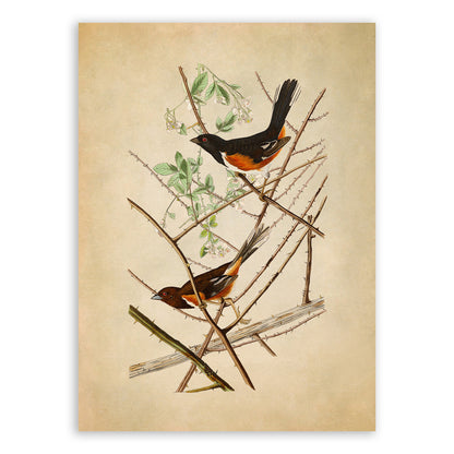 Eastern Towhee Bird Print, Vintage Style Audubon Birds Of America Illustration, AOB29