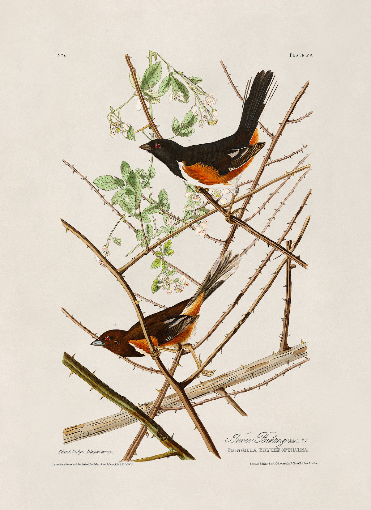 Eastern Towhee Bird Print, Vintage Style Audubon Birds Of America Illustration, AOB29