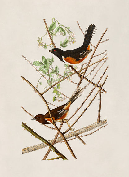 Eastern Towhee Bird Print, Vintage Style Audubon Birds Of America Illustration, AOB29