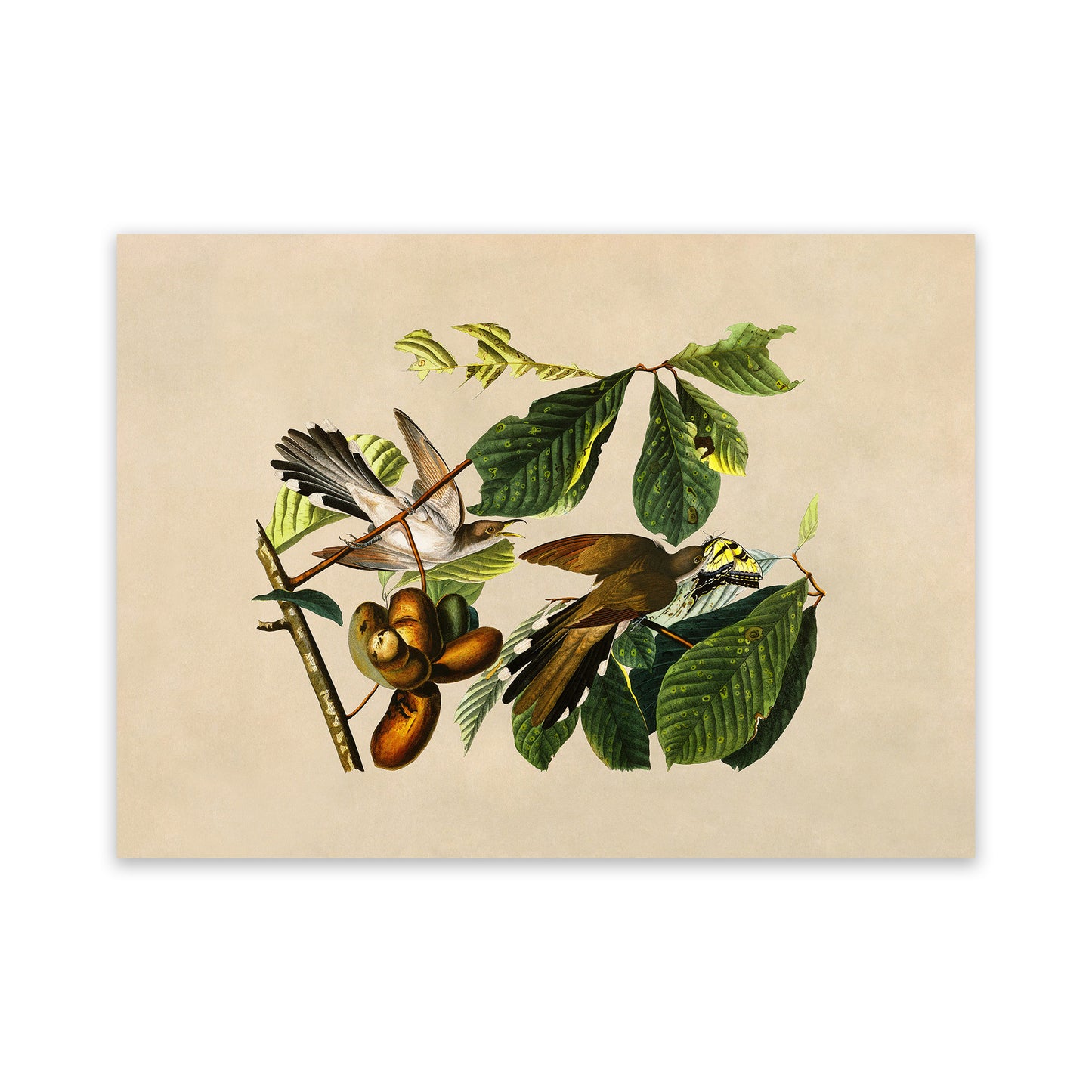 Yellow Billed Cuckoo Bird Print, Vintage Style Audubon Birds Of America Illustration, AOB2