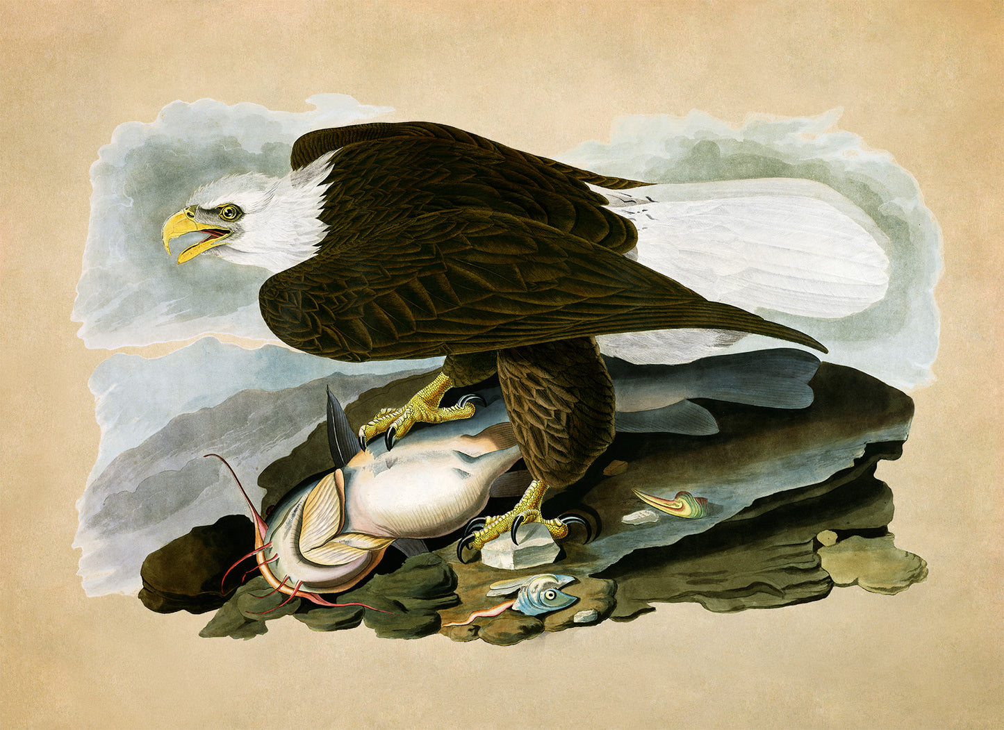 Bald Eagle Bird Print, Vintage Style Audubon Birds Of America Illustration, AOB31