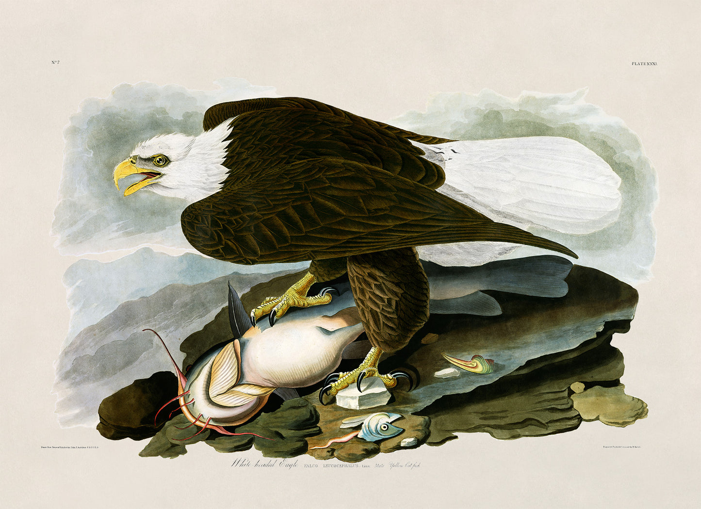 Bald Eagle Bird Print, Vintage Style Audubon Birds Of America Illustration, AOB31