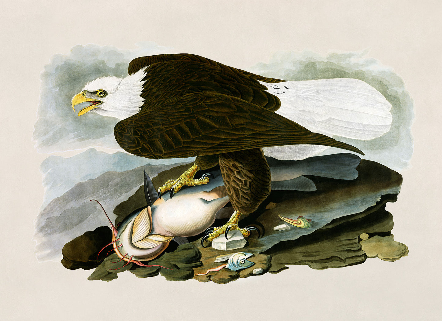 Bald Eagle Bird Print, Vintage Style Audubon Birds Of America Illustration, AOB31