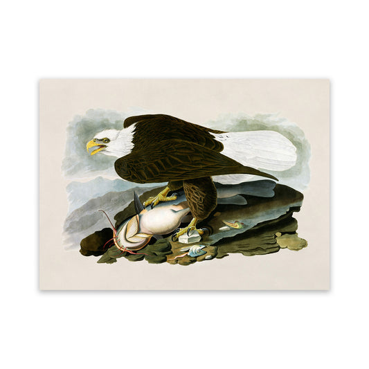 Bald Eagle Bird Print, Vintage Style Audubon Birds Of America Illustration, AOB31