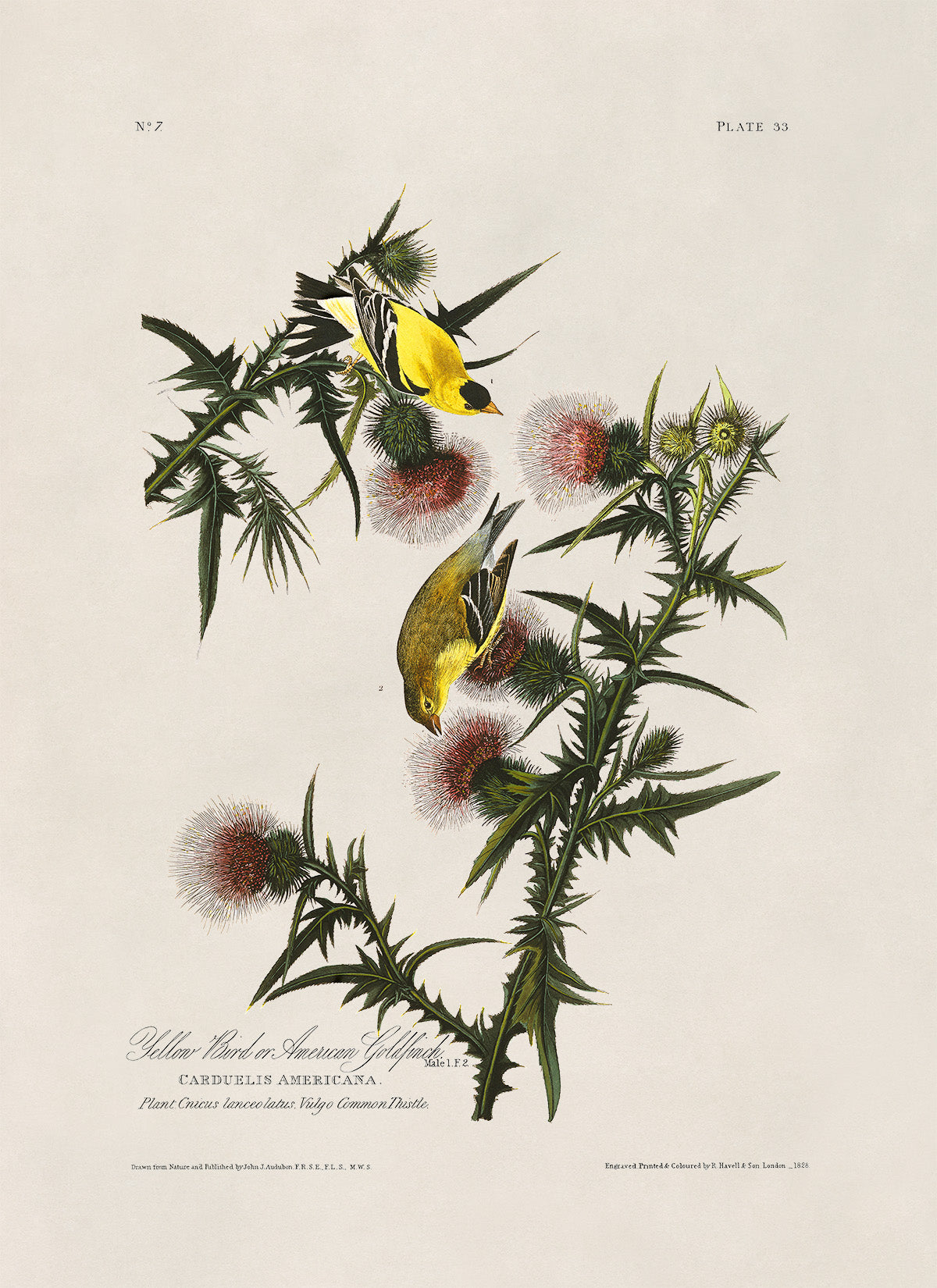 American Goldfinch Bird Print, Vintage Style Audubon Birds Of America Illustration, AOB33