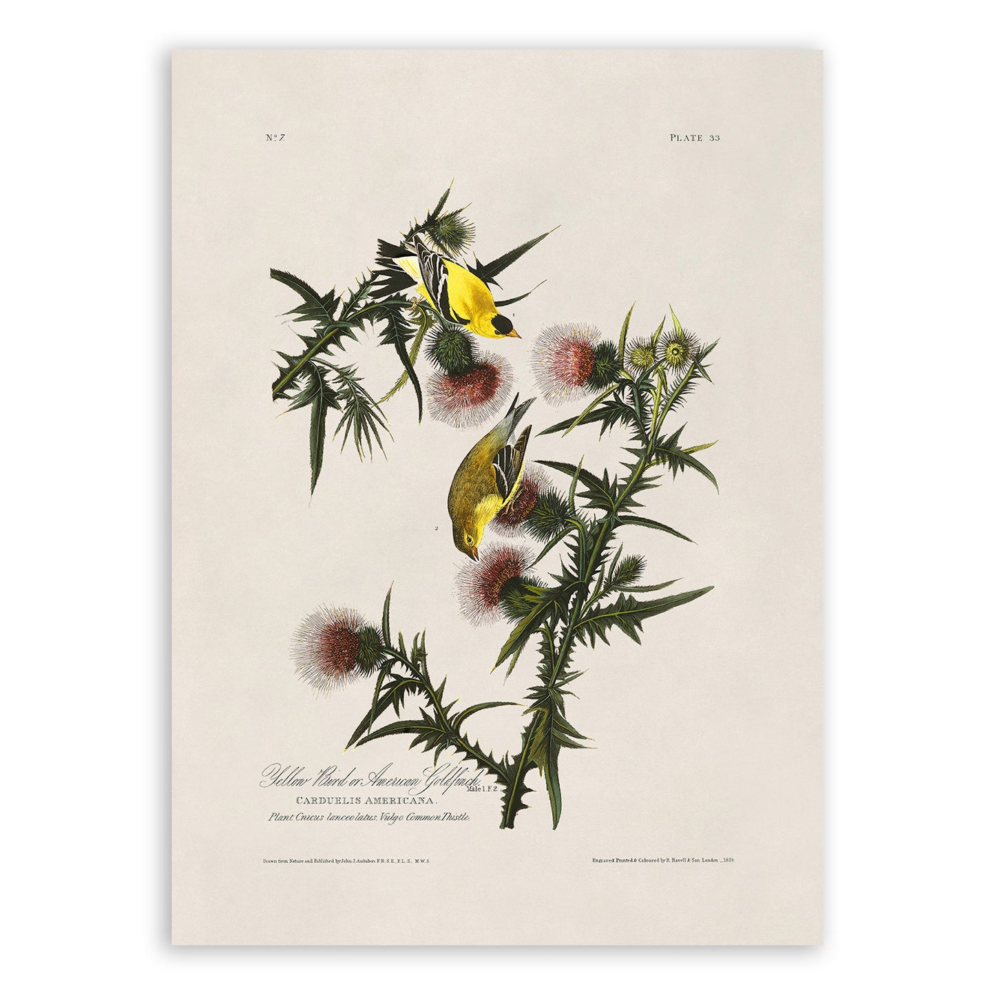 American Goldfinch Bird Print, Vintage Style Audubon Birds Of America Illustration, AOB33