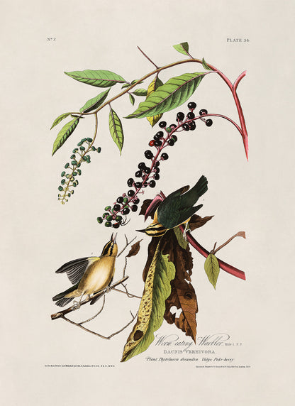 Worm Eating Warbler Bird Print, Vintage Style Audubon Birds Of America Illustration, AOB34