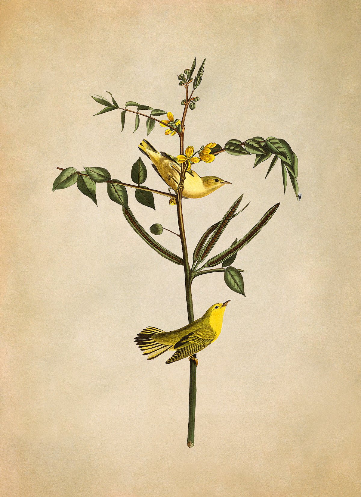 American Yellow Warbler Bird Print, Vintage Style Audubon Birds Of America Illustration, AOB35