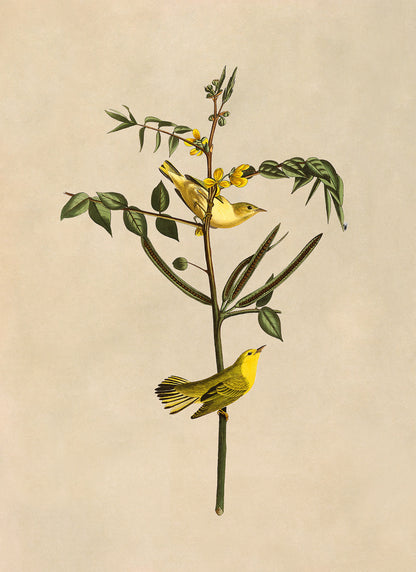 American Yellow Warbler Bird Print, Vintage Style Audubon Birds Of America Illustration, AOB35