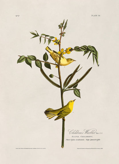 American Yellow Warbler Bird Print, Vintage Style Audubon Birds Of America Illustration, AOB35