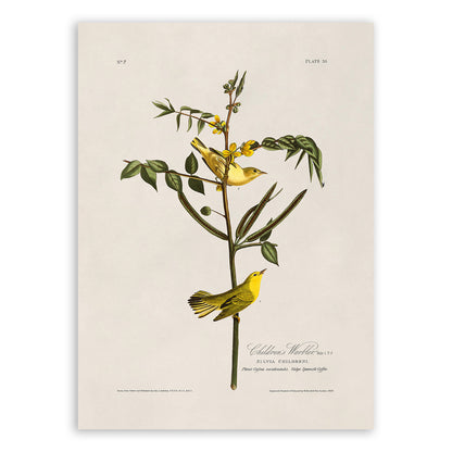 American Yellow Warbler Bird Print, Vintage Style Audubon Birds Of America Illustration, AOB35