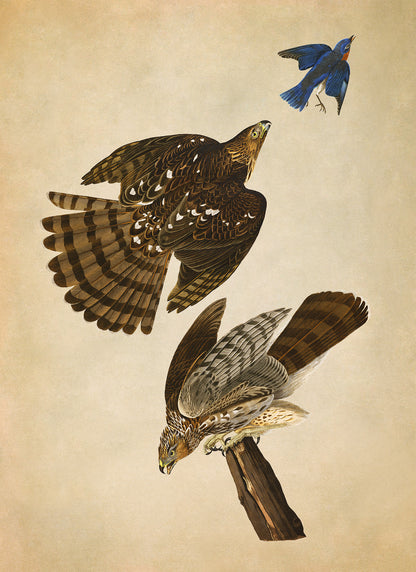 Cooper's Hawk Bird Print, Vintage Style Audubon Birds Of America Illustration, AOB36