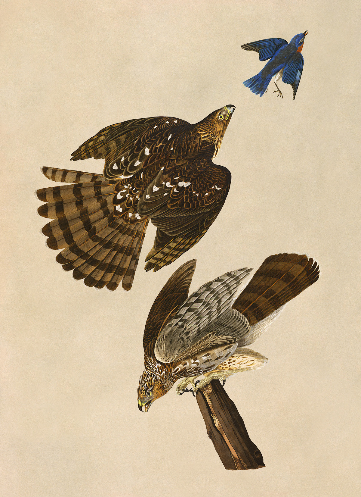 Cooper's Hawk Bird Print, Vintage Style Audubon Birds Of America Illustration, AOB36