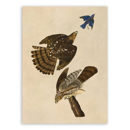 Cooper's Hawk Bird Print, Vintage Style Audubon Birds Of America Illustration, AOB36