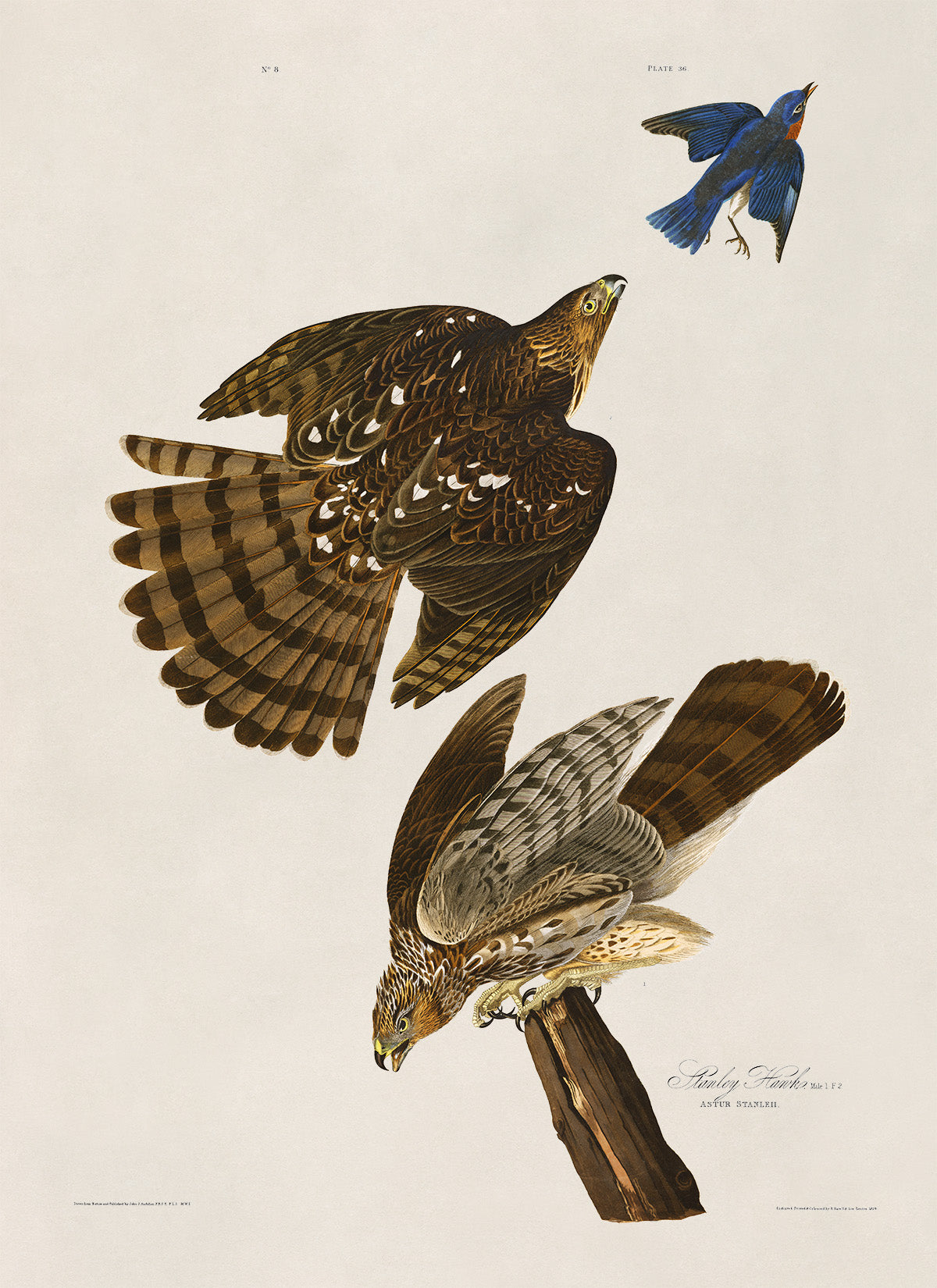 Cooper's Hawk Bird Print, Vintage Style Audubon Birds Of America Illustration, AOB36