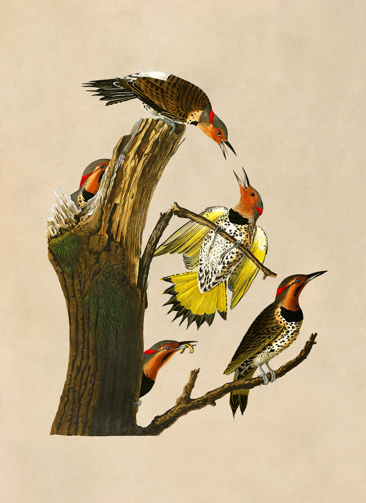 Northern Flicker Bird Print, Vintage Style Audubon Birds Of America Illustration, AOB37