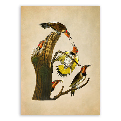 Northern Flicker Bird Print, Vintage Style Audubon Birds Of America Illustration, AOB37