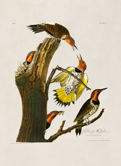 Northern Flicker Bird Print, Vintage Style Audubon Birds Of America Illustration, AOB37