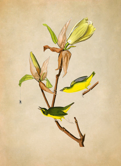 Kentucky Warbler Bird Print, Vintage Style Audubon Birds Of America Illustration, AOB38