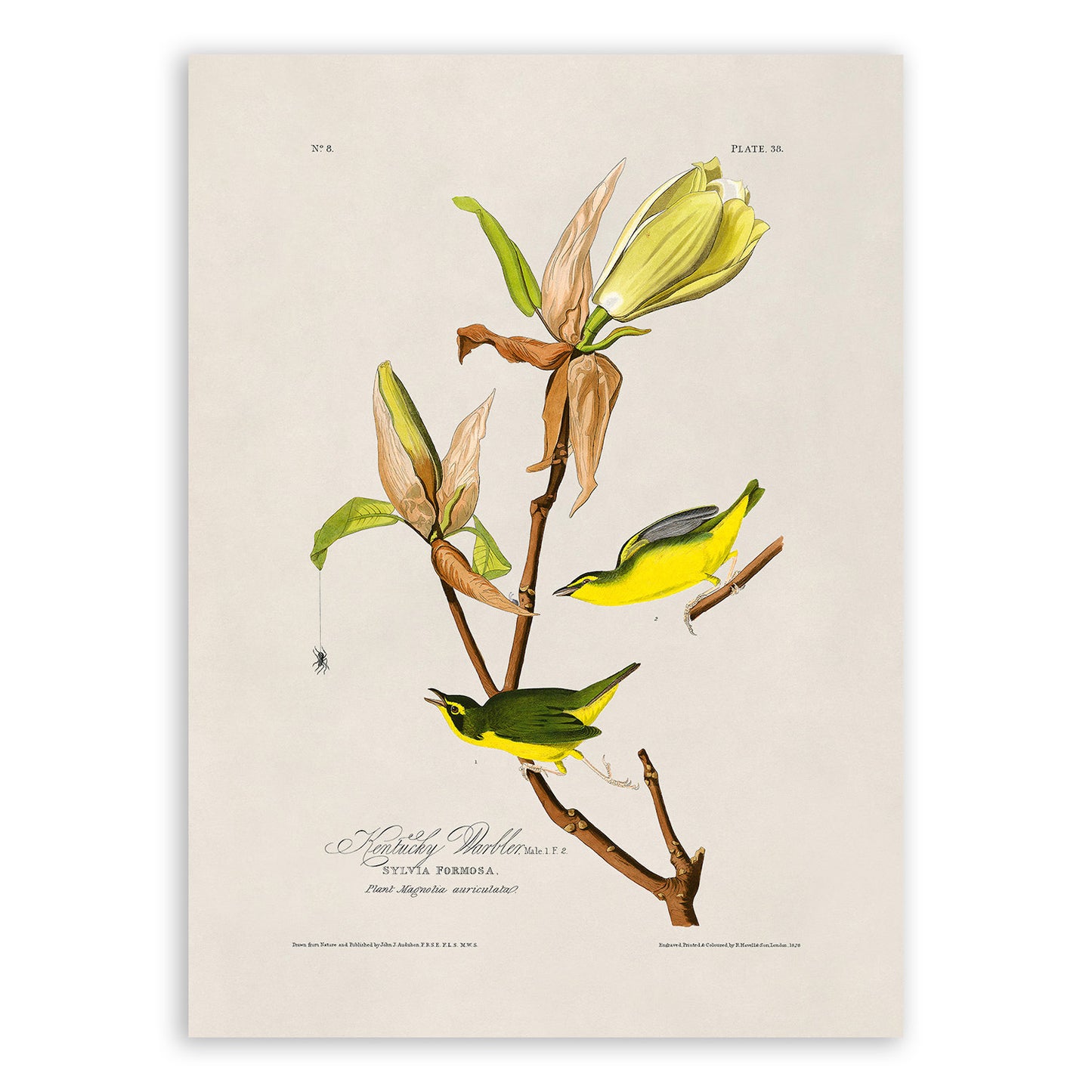 Kentucky Warbler Bird Print, Vintage Style Audubon Birds Of America Illustration, AOB38