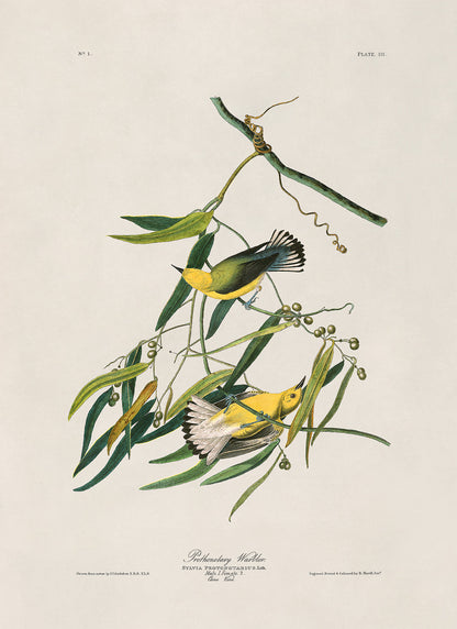 Prothonotary Warbler Bird Print, Vintage Style Audubon Birds Of America Illustration, AOB3