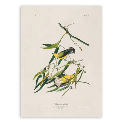 Prothonotary Warbler Bird Print, Vintage Style Audubon Birds Of America Illustration, AOB3