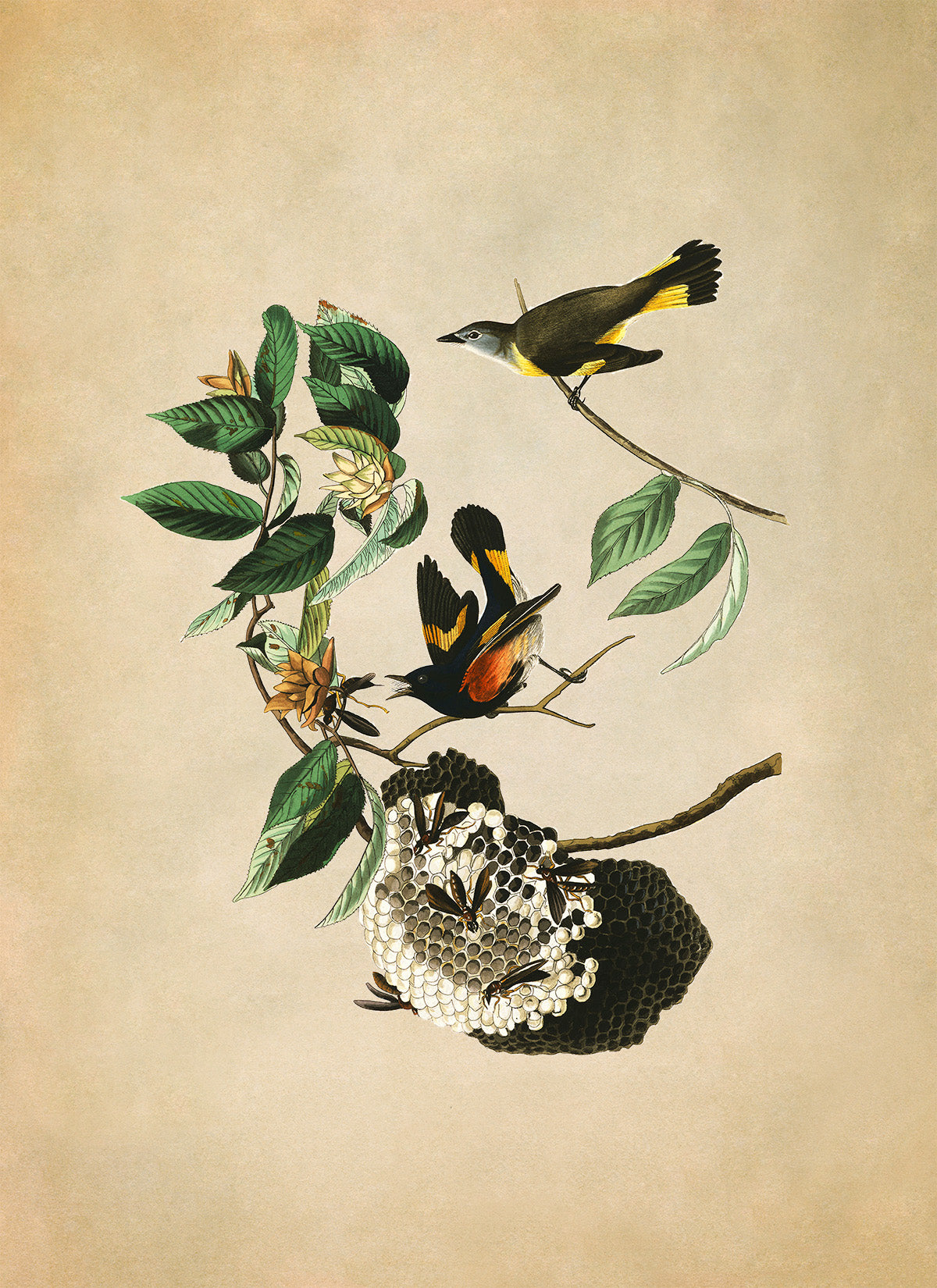 American Redstart Bird Print, Vintage Style Audubon Birds Of America Illustration, AOB40