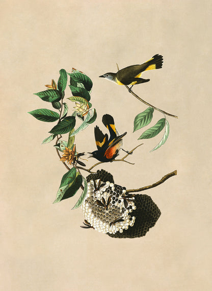 American Redstart Bird Print, Vintage Style Audubon Birds Of America Illustration, AOB40