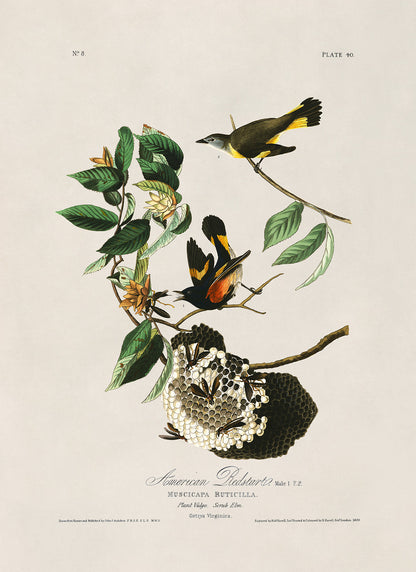 American Redstart Bird Print, Vintage Style Audubon Birds Of America Illustration, AOB40