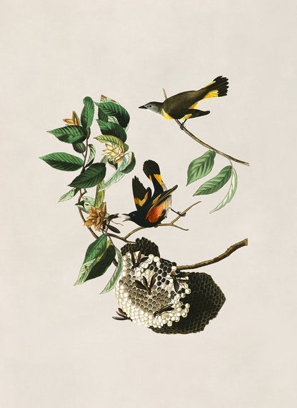 American Redstart Bird Print, Vintage Style Audubon Birds Of America Illustration, AOB40