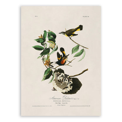 American Redstart Bird Print, Vintage Style Audubon Birds Of America Illustration, AOB40