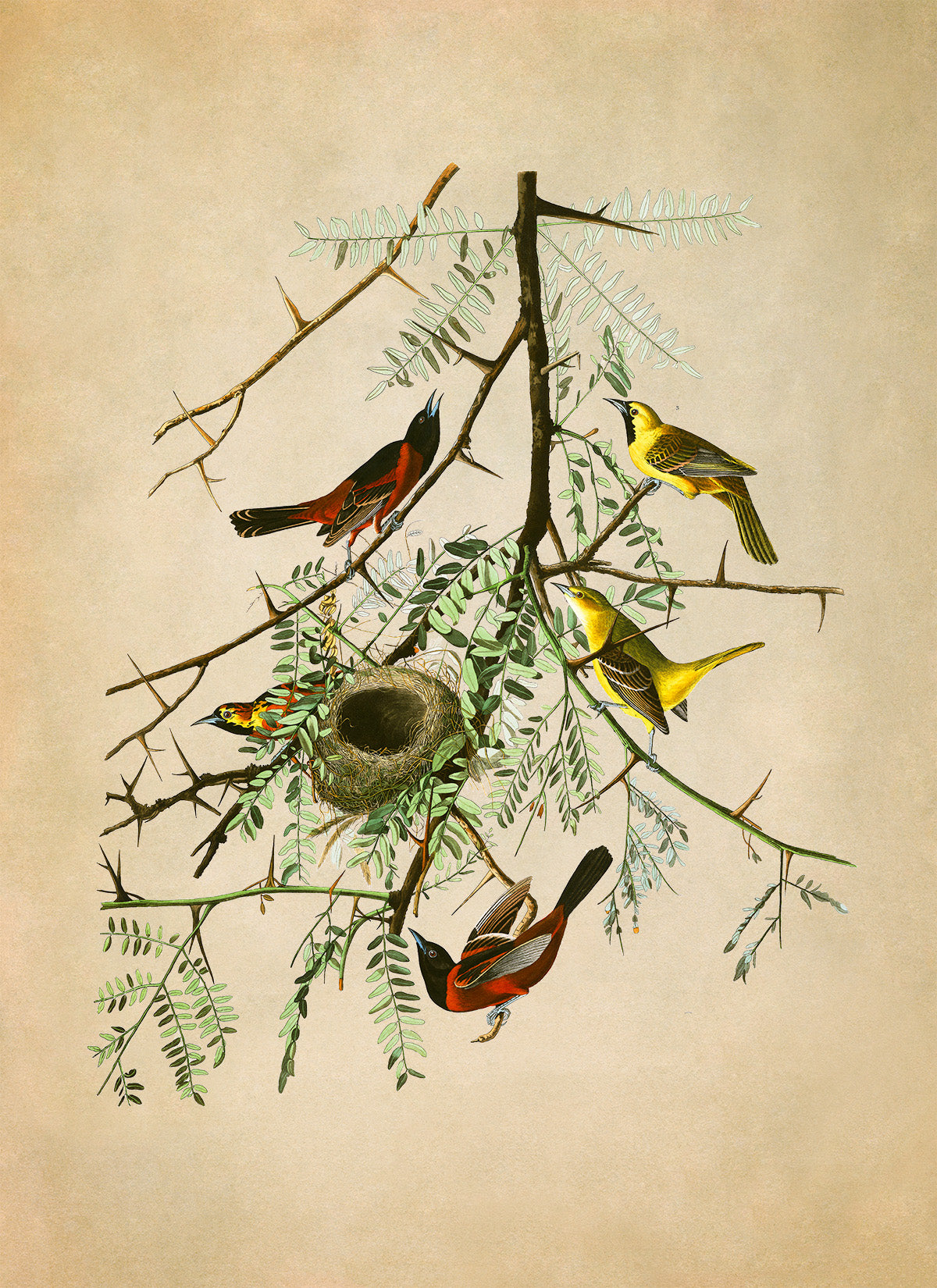 Orchard Oriole Bird Print, Vintage Style Audubon Birds Of America Illustration, AOB42