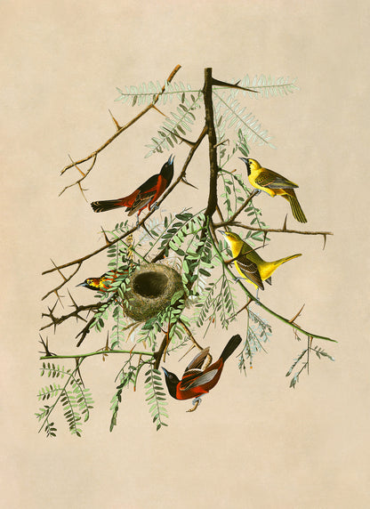 Orchard Oriole Bird Print, Vintage Style Audubon Birds Of America Illustration, AOB42