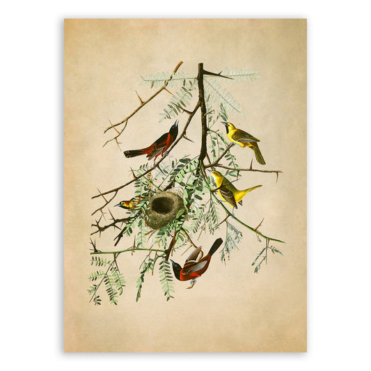 Orchard Oriole Bird Print, Vintage Style Audubon Birds Of America Illustration, AOB42