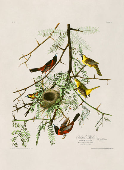 Orchard Oriole Bird Print, Vintage Style Audubon Birds Of America Illustration, AOB42