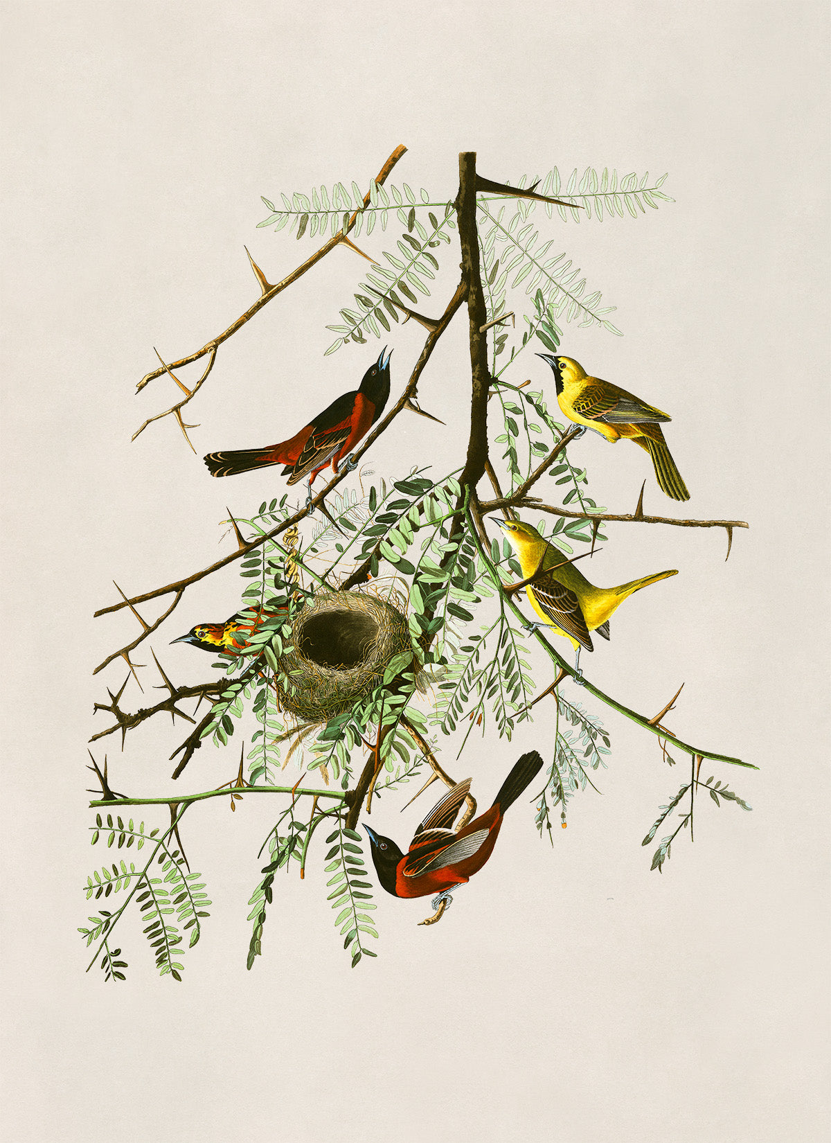 Orchard Oriole Bird Print, Vintage Style Audubon Birds Of America Illustration, AOB42