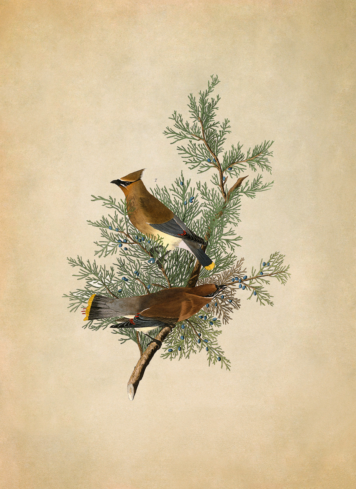 Cedar Waxwing Bird Print, Vintage Style Audubon Birds Of America Illustration, AOB43