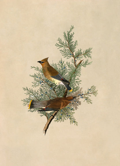 Cedar Waxwing Bird Print, Vintage Style Audubon Birds Of America Illustration, AOB43